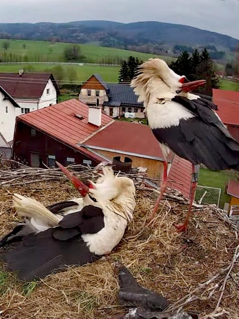 livebirdspoland_b87b2179729a22159dd1651c9f50bd6a.jpg