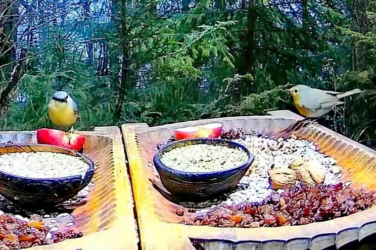 livebirdspoland_30bfc92912948d541e20e02dfb6f8020.jpg