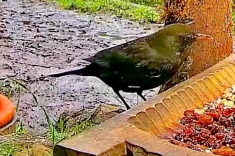 livebirdspoland_6ccae59185e5906b0476e7f08ff3cfa0.jpg
