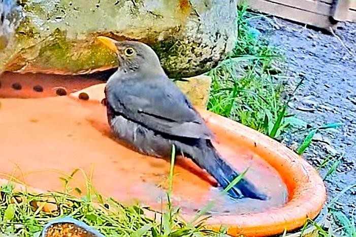 livebirdspoland_0250023a2d8e857aedc9e4cd775ea088.jpg