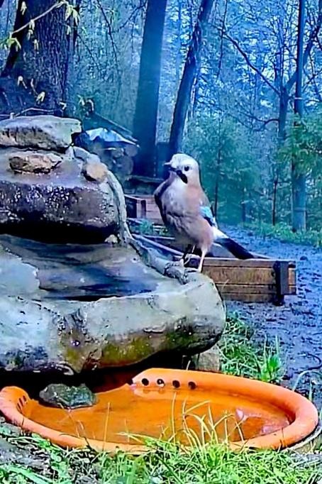 livebirdspoland_b43515a12116ab6b7a9c0d5f41d4fda6.jpg