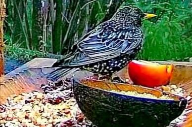 livebirdspoland_833fc954996ee70ae8b24c8e2626ba02.jpg