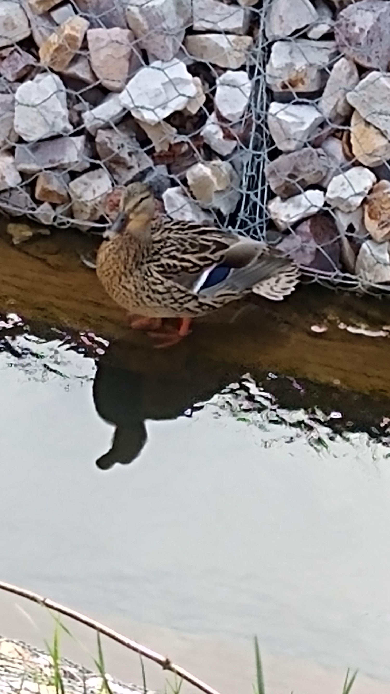 livebirdspoland_c9655f8136123e88178ff538a56f2a92.jpg