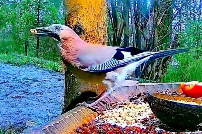 livebirdspoland_933aadb23b0671073d7b5d320b8e11ec.jpg