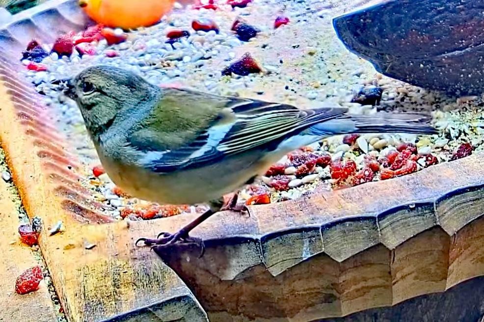 livebirdspoland_c68366ee84a81d5cc409194c0e929a12.jpg