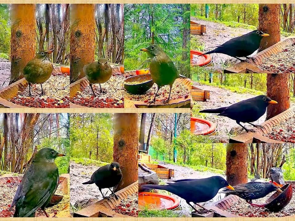 livebirdspoland_1a8313595bd31f42a54d969ba1c5bb54.jpg