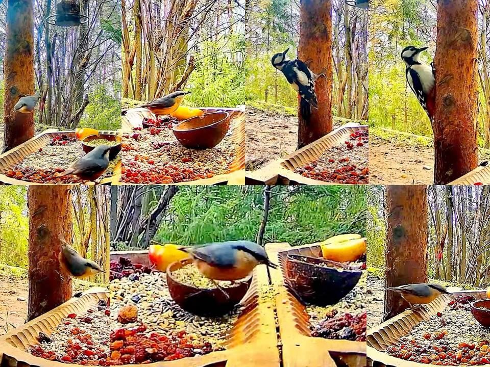 livebirdspoland_11c4f053e18bfa90de0328a405042314.jpg