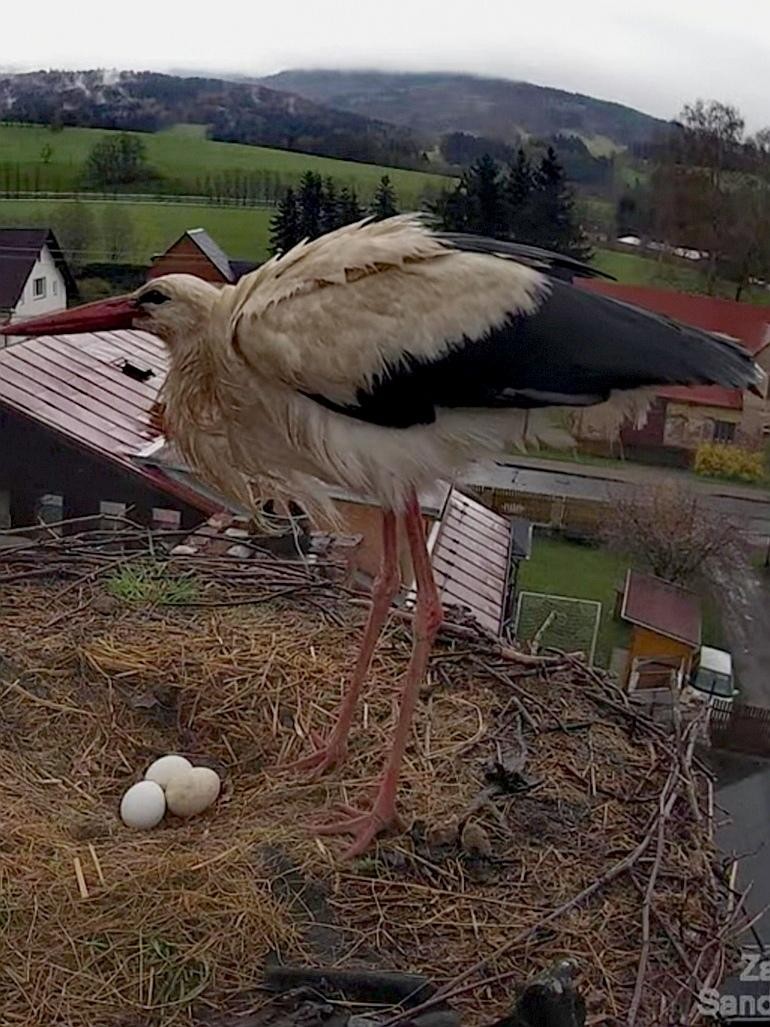 livebirdspoland_ece5d509d9ee21183dd1906d1a4ebe54.jpg