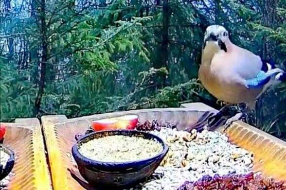 livebirdspoland_0b55737e278e9a5baed2d8e39255833a.jpg