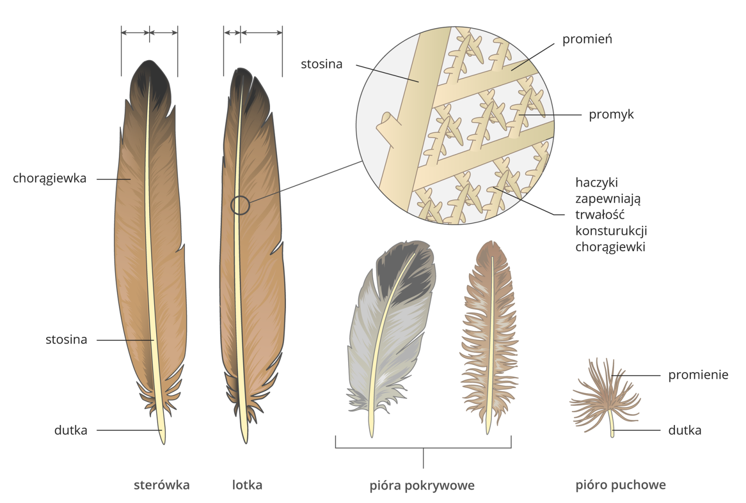 livebirdspoland_6c74c2a971be7e5b7b883d3ca1432f61.png
