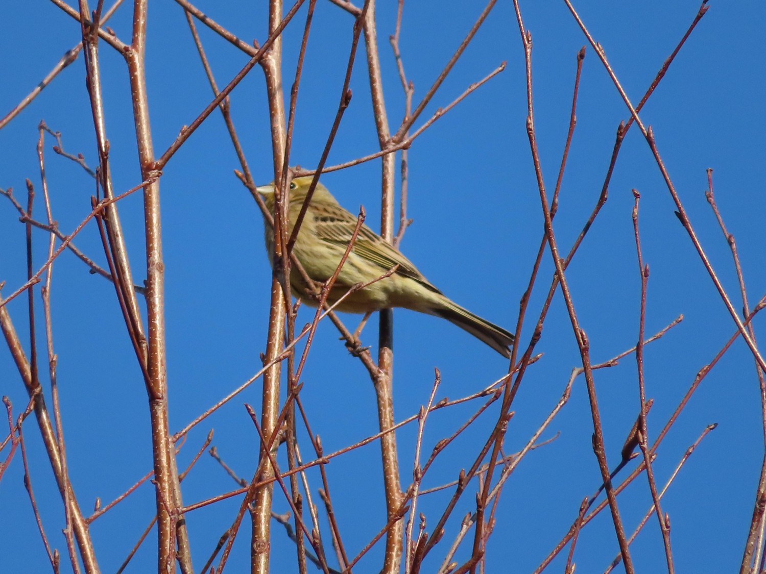 livebirdspoland_028dc5f7d3714fe9aae14dab1f3c9f30.jpg