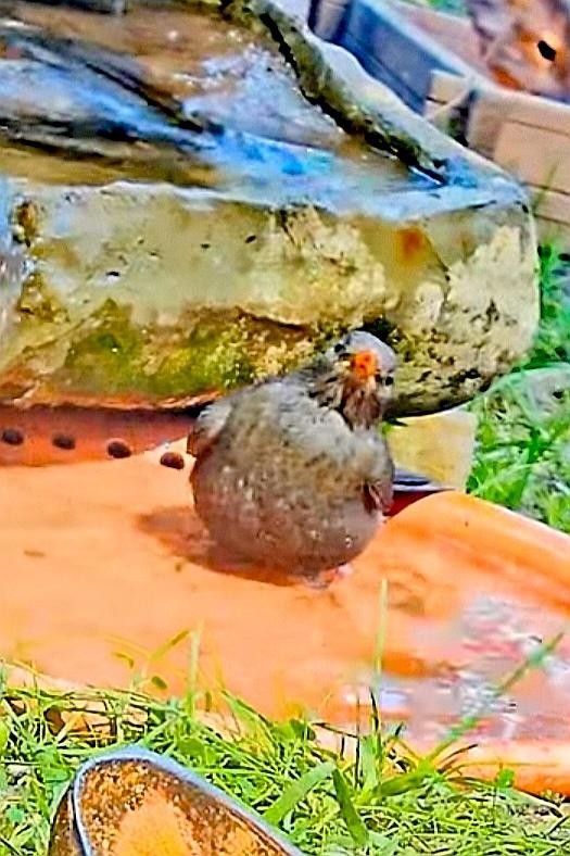 livebirdspoland_f51e3eaa663ff0391b4bceccc5c20334.jpg