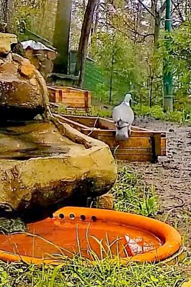 livebirdspoland_90e26fe6ea3c32129e2e2b495dae9bae.jpg