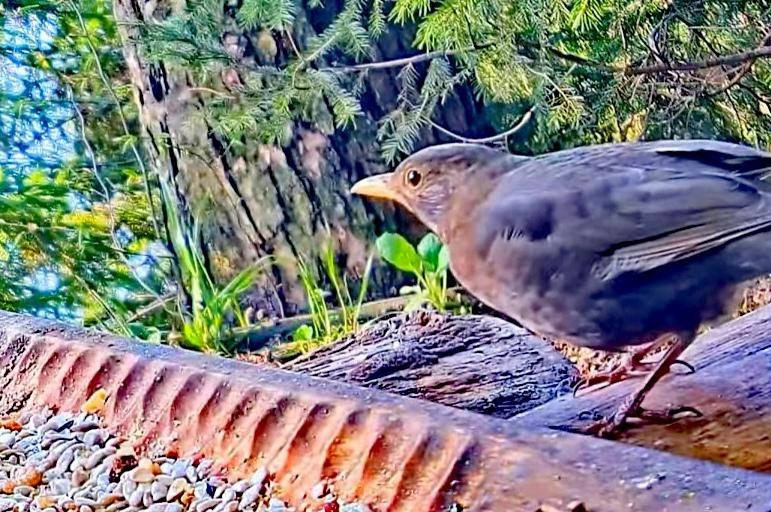 livebirdspoland_600f328560c11f06014699b94f14490a.jpg