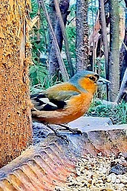 livebirdspoland_5affbcd94ce4bbac524c0752d18bd72c.jpg