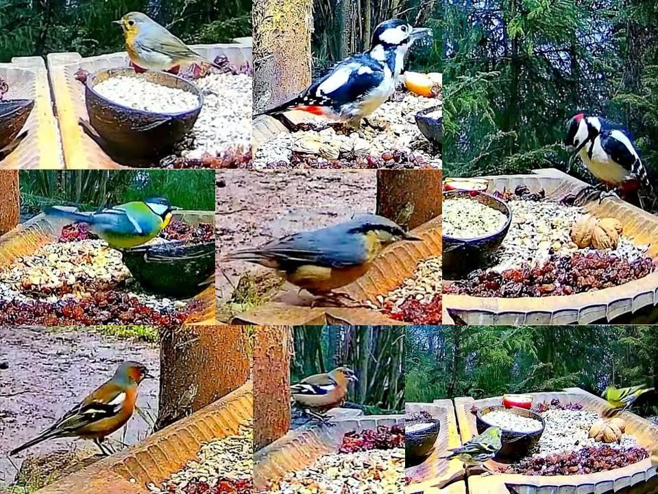 livebirdspoland_2b5b998683fec612bf8ddf2444f03c7e.jpg