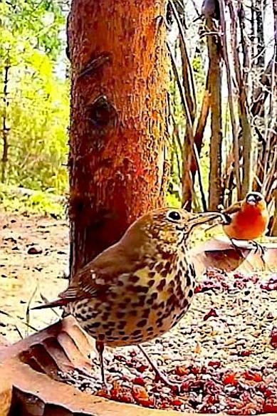 livebirdspoland_fe191fabaf9b9dbc6eaf36900010fbbf.jpg