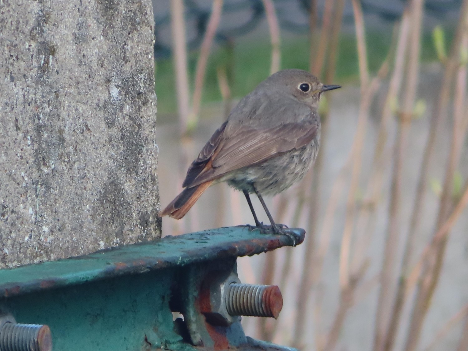 livebirdspoland_cff9d5cb51ce0a4d7037f8def0792549.jpg