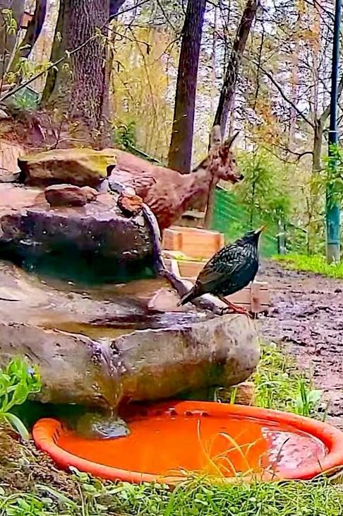 livebirdspoland_04b8321fdf4d336ea0228cc30aa8f84c.jpg