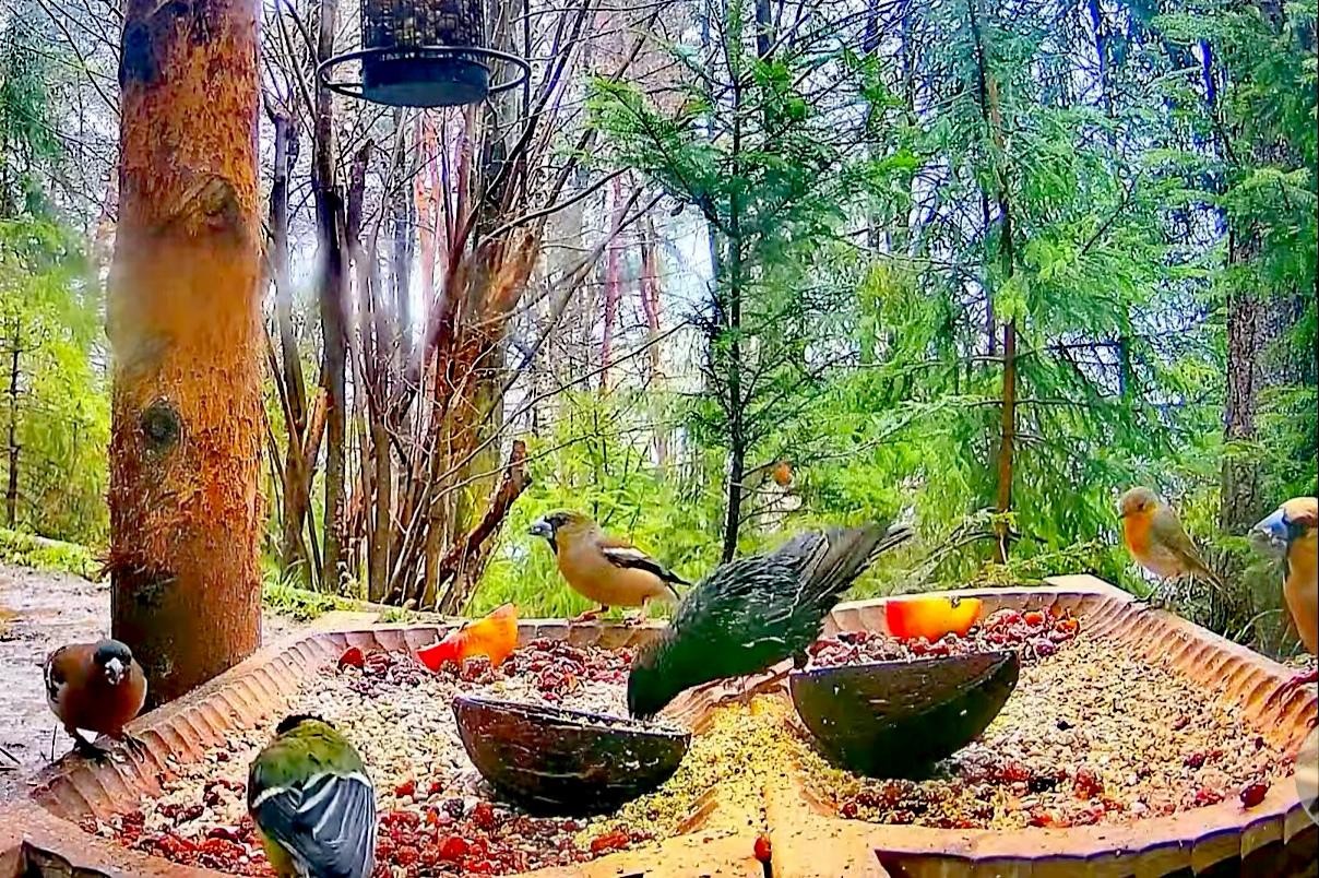 livebirdspoland_84250dc87c1d1bb710246b1e39f27e1f.jpg