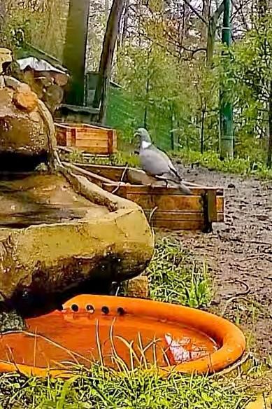 livebirdspoland_88e5890dd946344b2a04ea9e585087f4.jpg