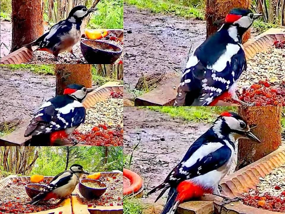 livebirdspoland_d0265c56a51f562126792bc0146c8951.jpg
