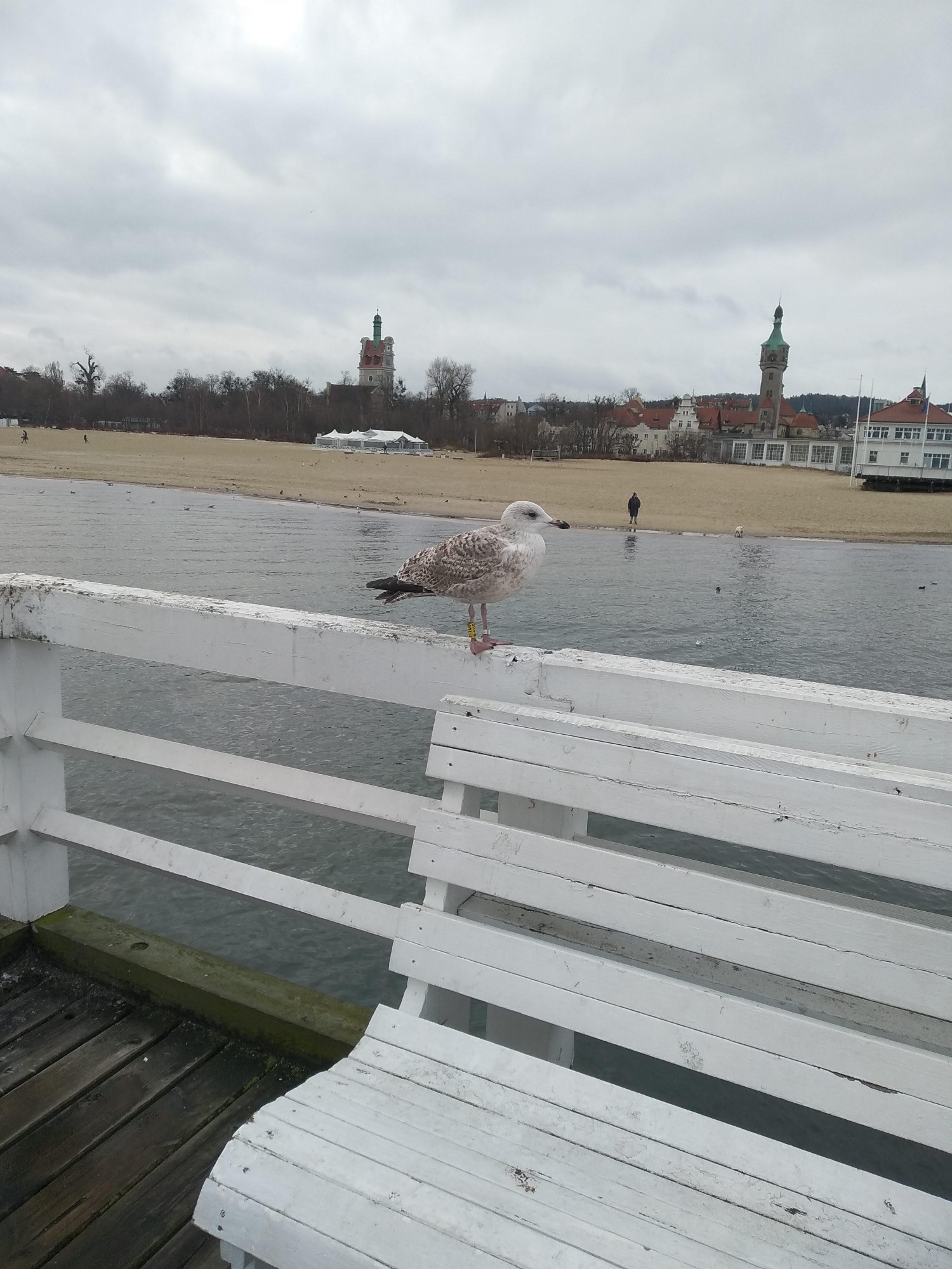 livebirdspoland_0fb33f4a0b81e81f7c7a1a708cad8188.jpg