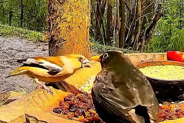 livebirdspoland_70dce201757f89235c64eed4273a921b.jpg