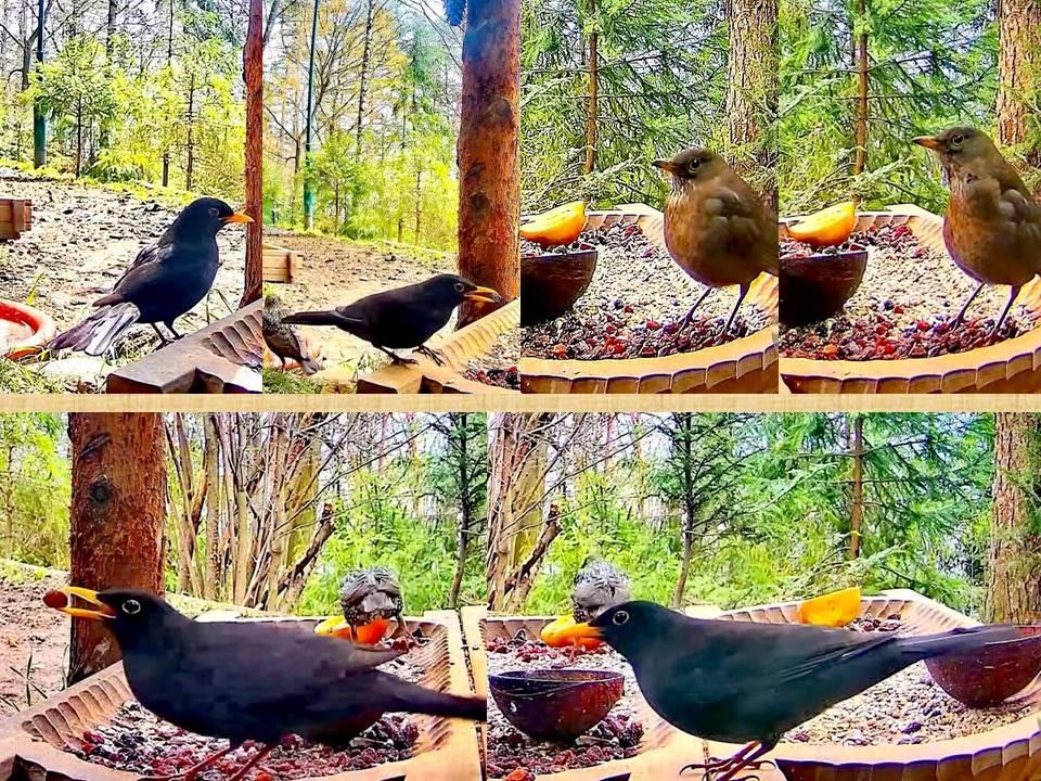 livebirdspoland_b004e0de6ecfdf0c11815536732bed31.jpg