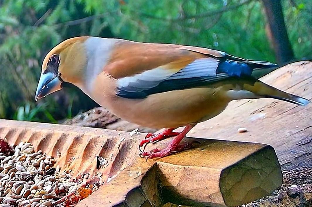 livebirdspoland_6c974f41e90e8a0a72fe4545c5d82829.jpg