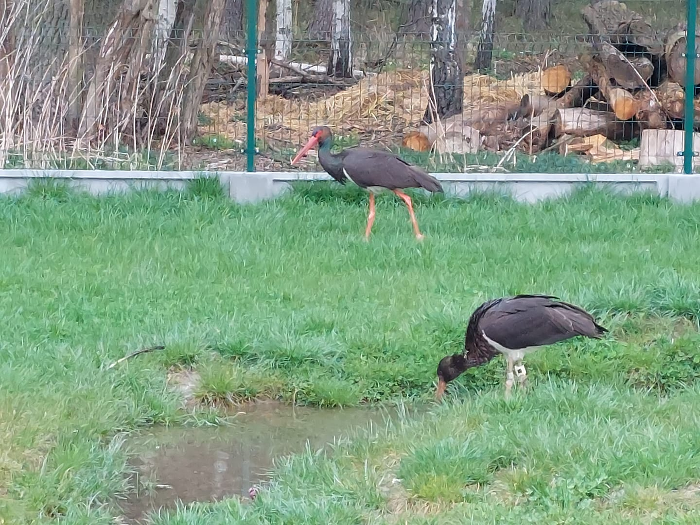 livebirdspoland_9b0913f9dc19bbe13dc8da00a20042f6.png