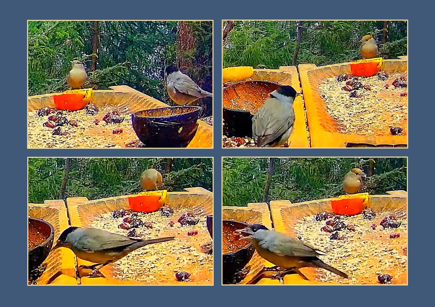 livebirdspoland_05864c85bb5c4e0d1b4f41d69ed77a99.jpg