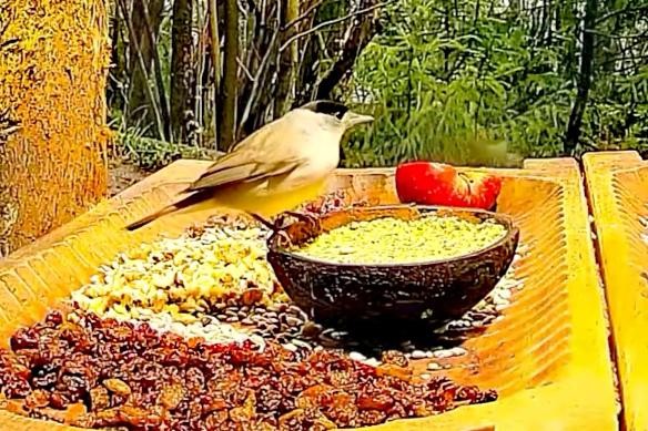 livebirdspoland_d6196efac84f7d230d9f2bb51595a65a.jpg