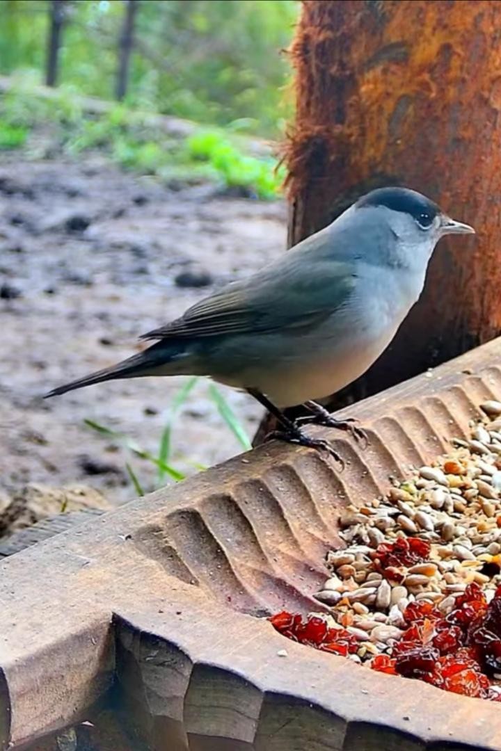 livebirdspoland_c929572bbe864242d52d46db154a9996.jpg