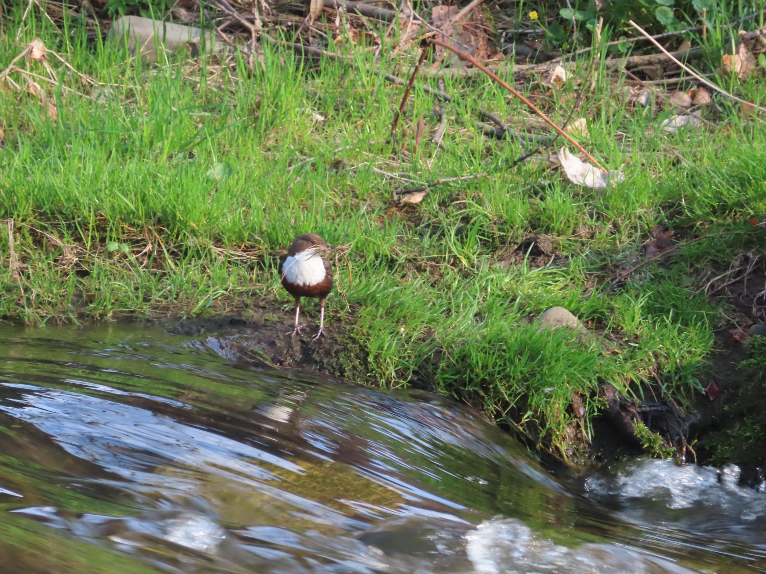 livebirdspoland_3d45df8390328ee5bd52f50ff16516ec.jpg