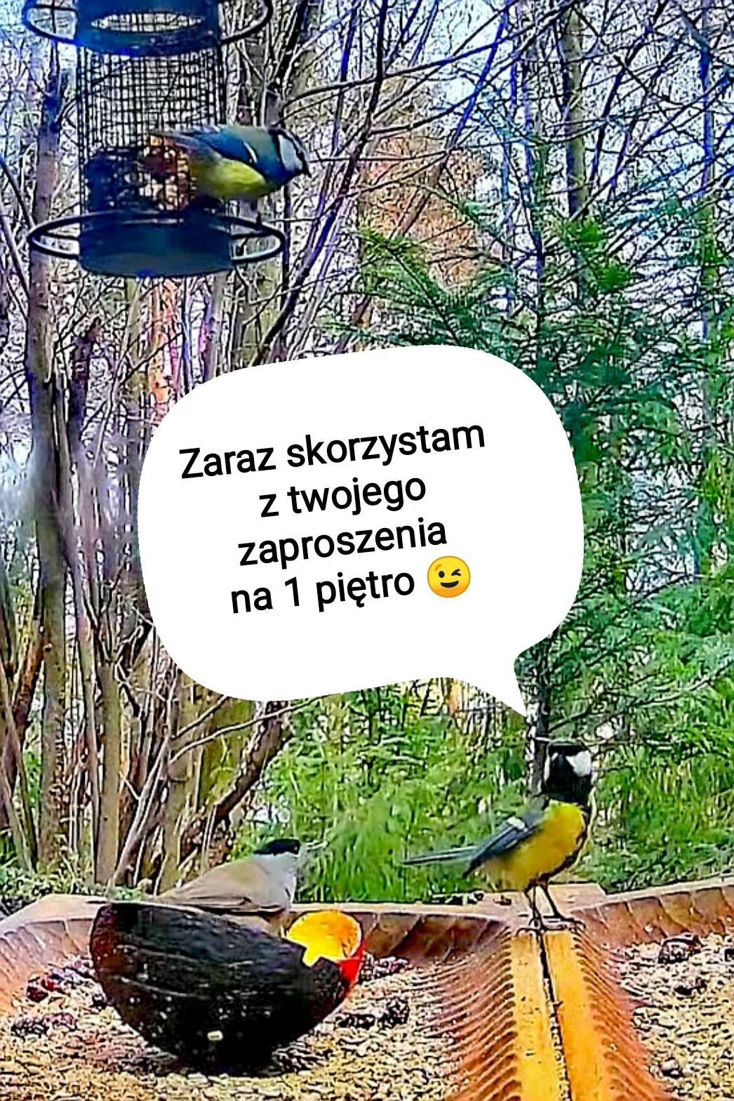 livebirdspoland_af1be89c6ba501cebbbbda109390893c.jpg