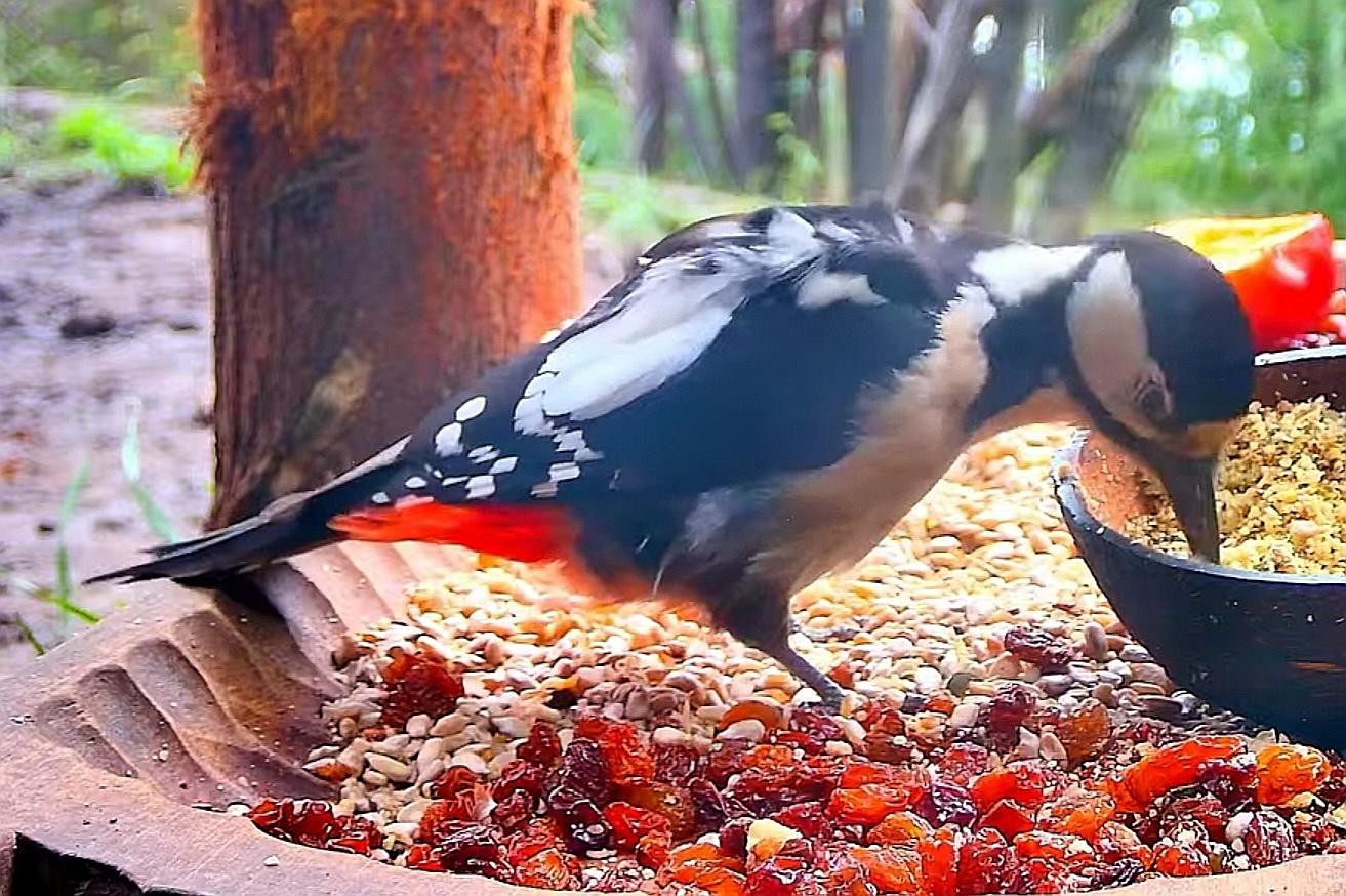 livebirdspoland_92dc091eaa6c110a540f29caa58e85a8.jpg