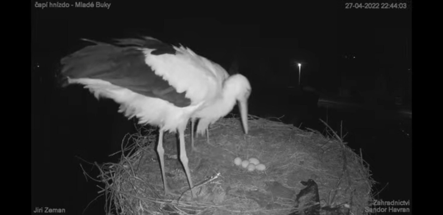 livebirdspoland_36fb59322160e1c9bd5a883b3d9dd0e4.jpg