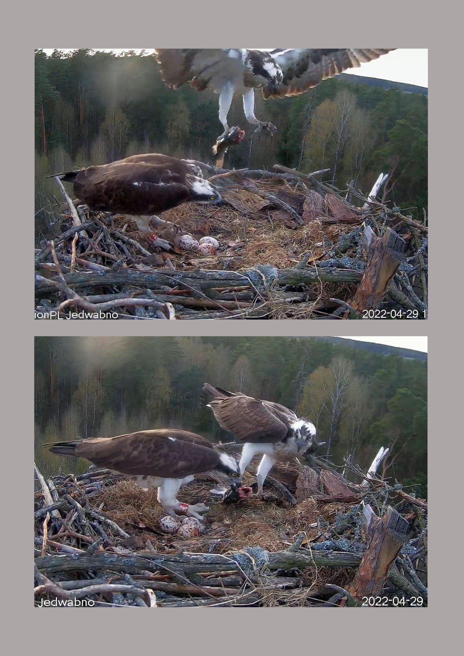 livebirdspoland_899f63726c6c1773e60471f1c91d434c.jpg