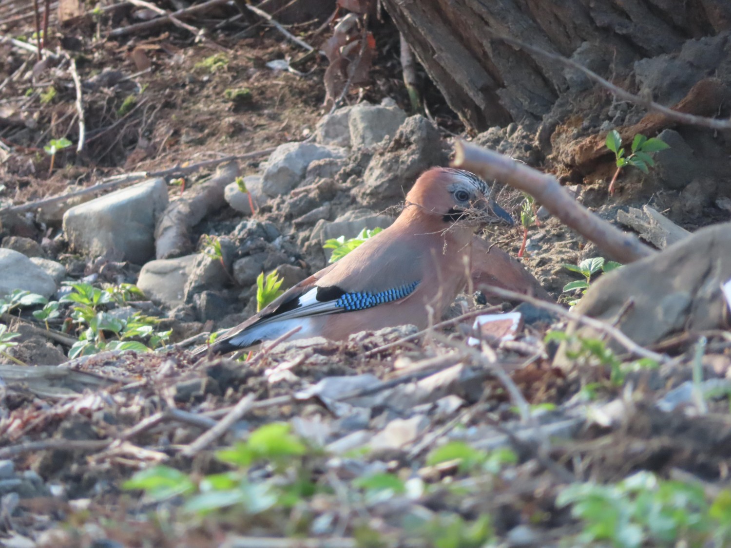 livebirdspoland_4c7f61d0bfc2a703063dc39a30bc49cd.jpg