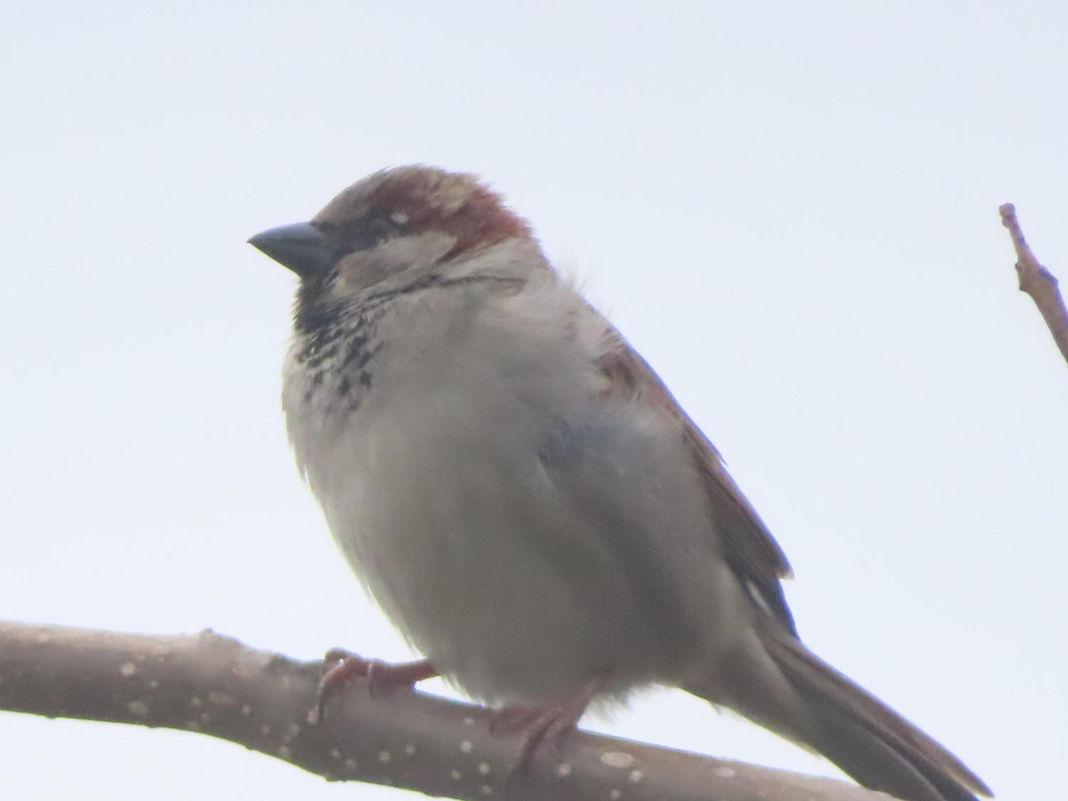 livebirdspoland_821118da8496a42de76ae6d42d081e79.jpg