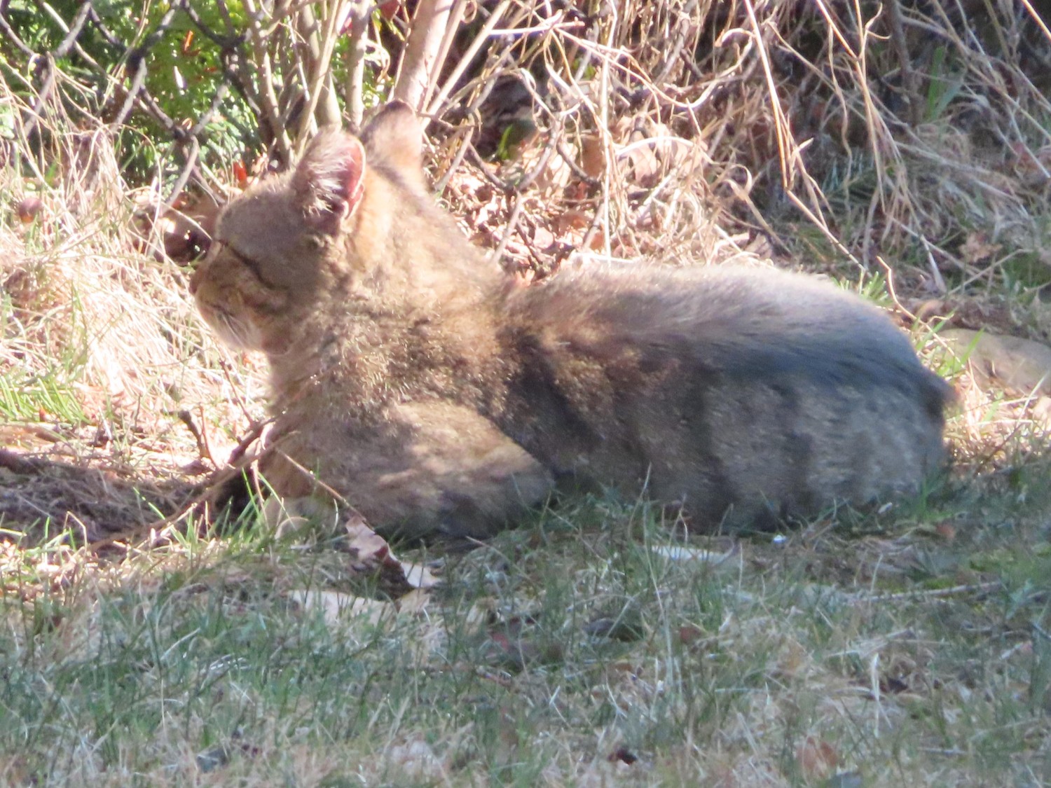 livebirdspoland_458a873daf241f93e7731f934aa0b0b6.jpg
