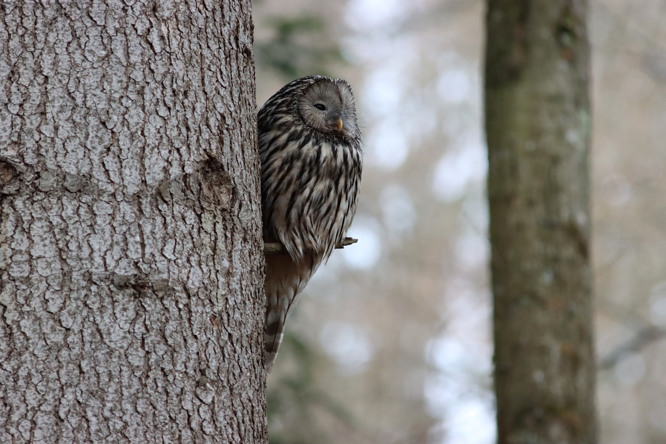 livebirdspoland_110a97d2f4bacc02bc0585dd5b1f31a5.png