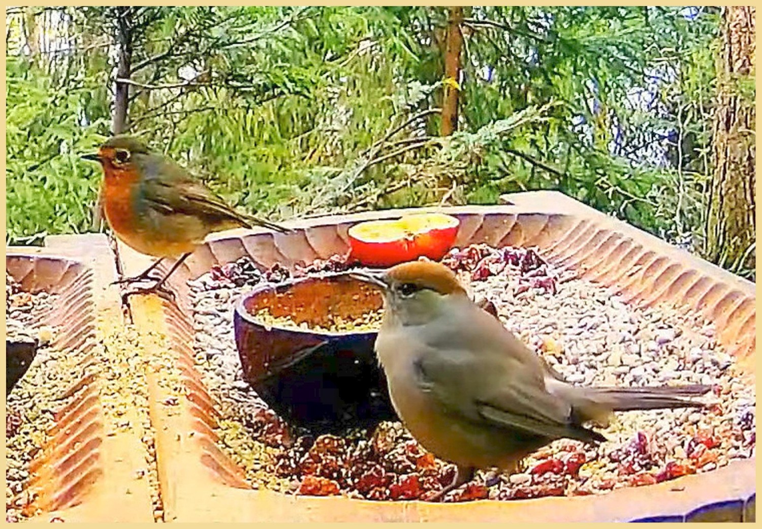 livebirdspoland_014dfeed7335a362fc6f6a02f3d9ead2.jpg