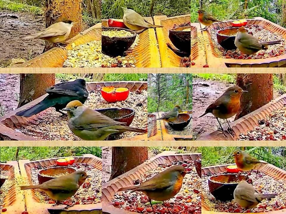 livebirdspoland_a3dad7eeb990cb15fb911c9488aea635.jpg