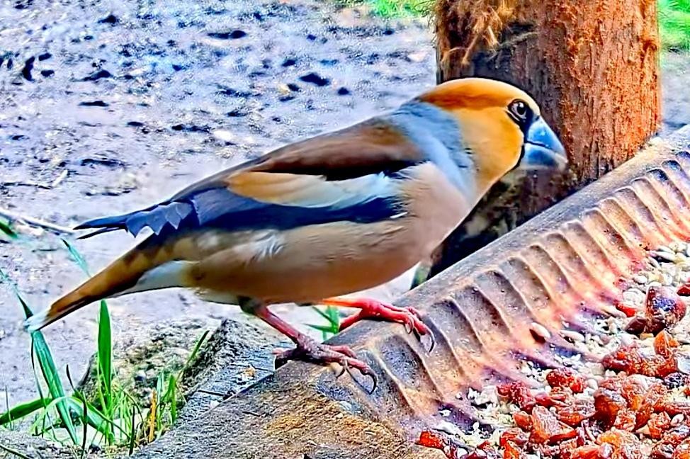 livebirdspoland_cf93d8cf17beb84389b4216e0345c597.jpg
