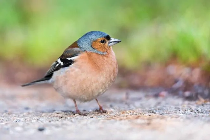 livebirdspoland_a714c58895da404c7828becefc2d6a97.png