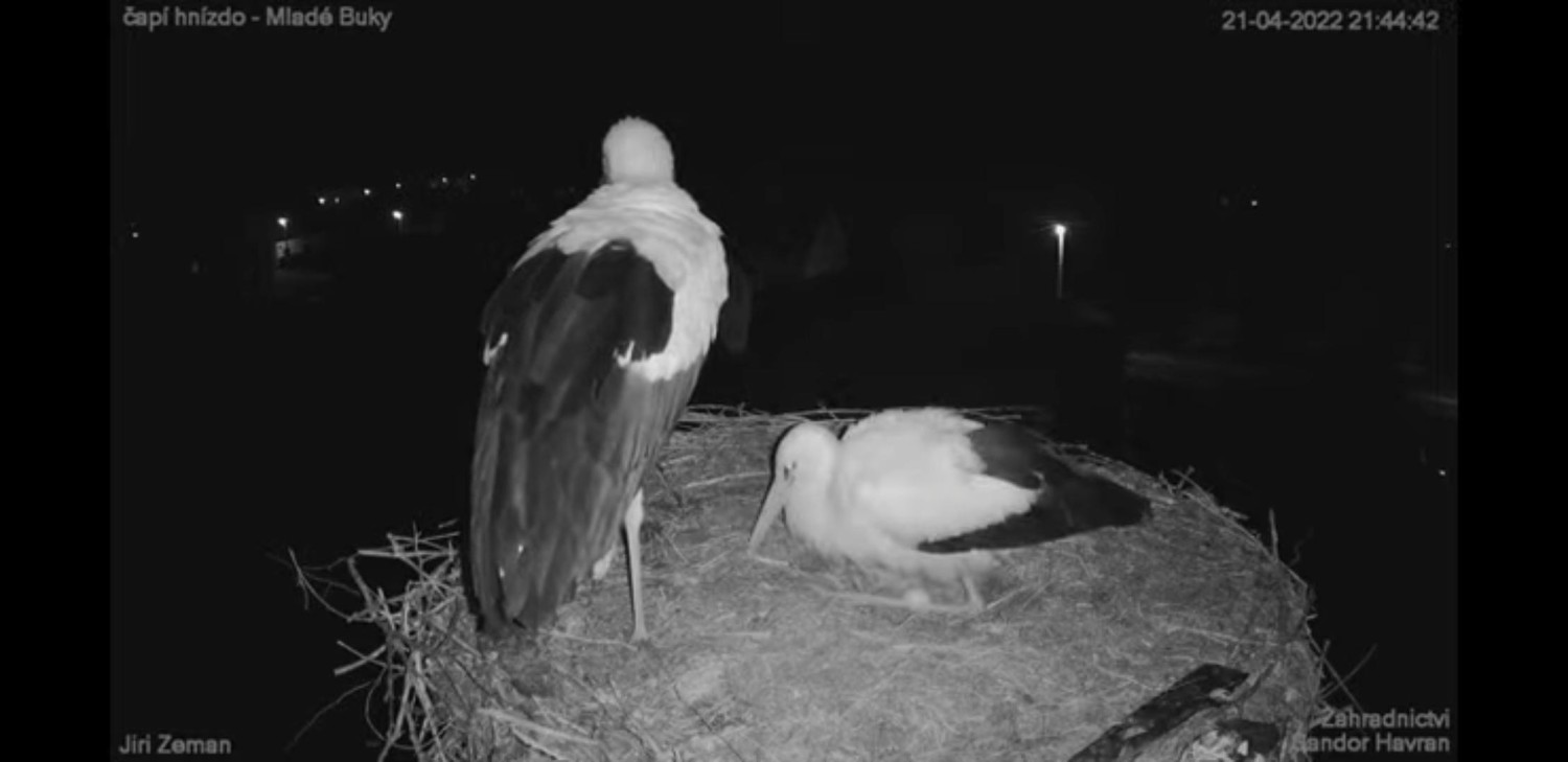livebirdspoland_3e60c5d292434a598c75f1058d8576cf.jpg