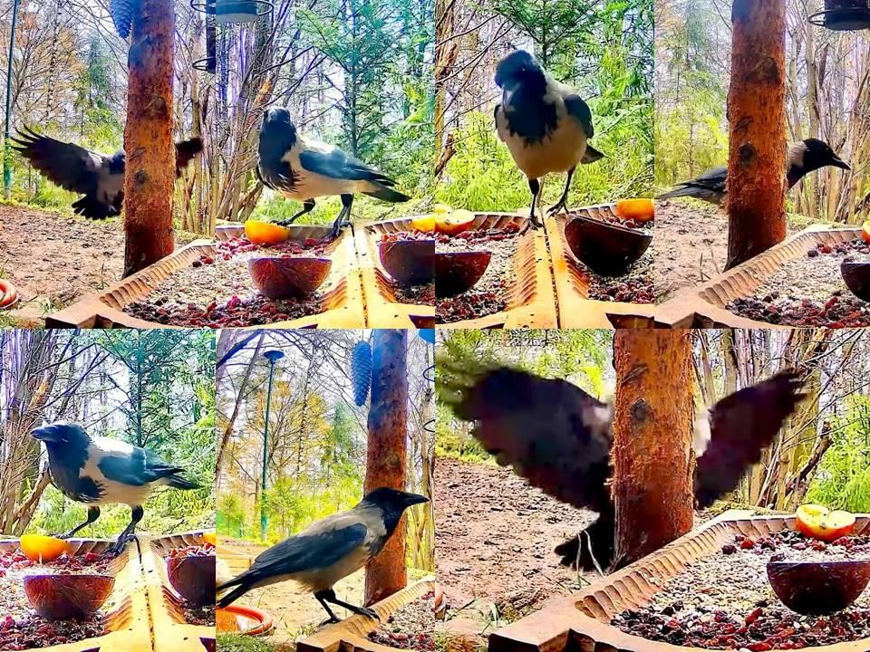 livebirdspoland_5b67418ff1dab2b11571a25c09ba94d9.jpg