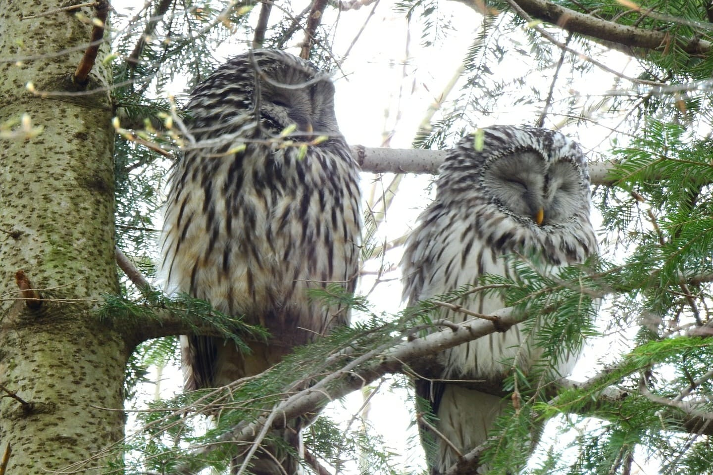 livebirdspoland_99aa8842c41327b37ab0d768c526c3cb.png